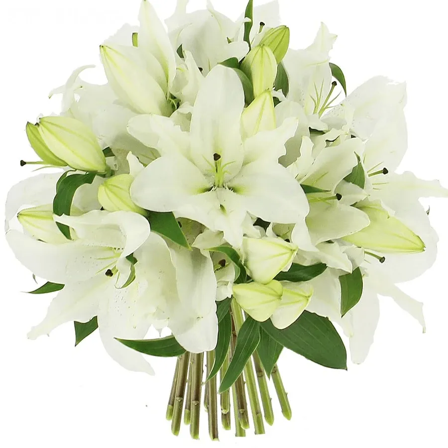 Лилия белая